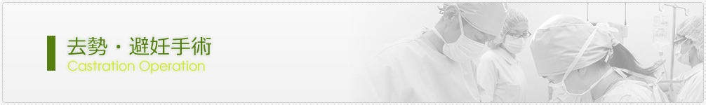 避妊・去勢手術