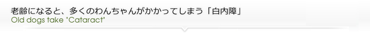 老齢になると、多くのわんちゃんがかかってしまう「白内障」